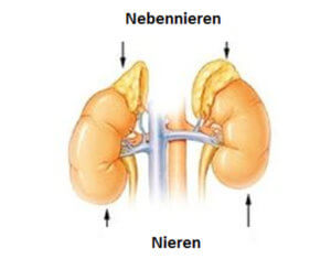 Nebennieren - Makrobiotische Heilküche bei Schilddrüsenproblemen