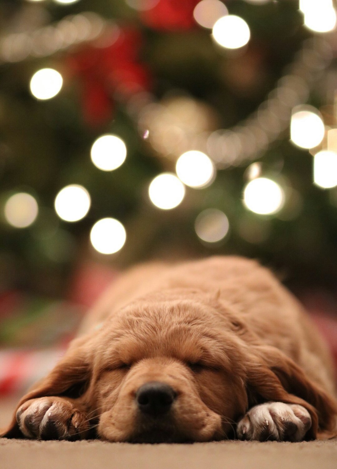Photo by Mark Zamora golden retriever puppy bokeh photography