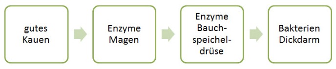 Verdauung von Hülsenfrüchten – Schema Schema der Verdauung von Hülsenfrüchten: Kauen, Magenenzyme, Bauchspeicheldrüse und Dickdarm