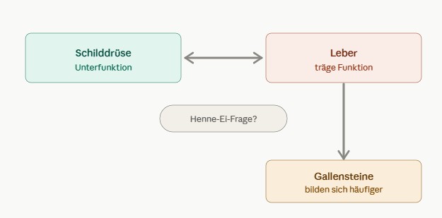Grafik zur Wechselwirkung von Schilddrüse und Leber bei Unterfunktion, mit möglicher Folge Gallensteine