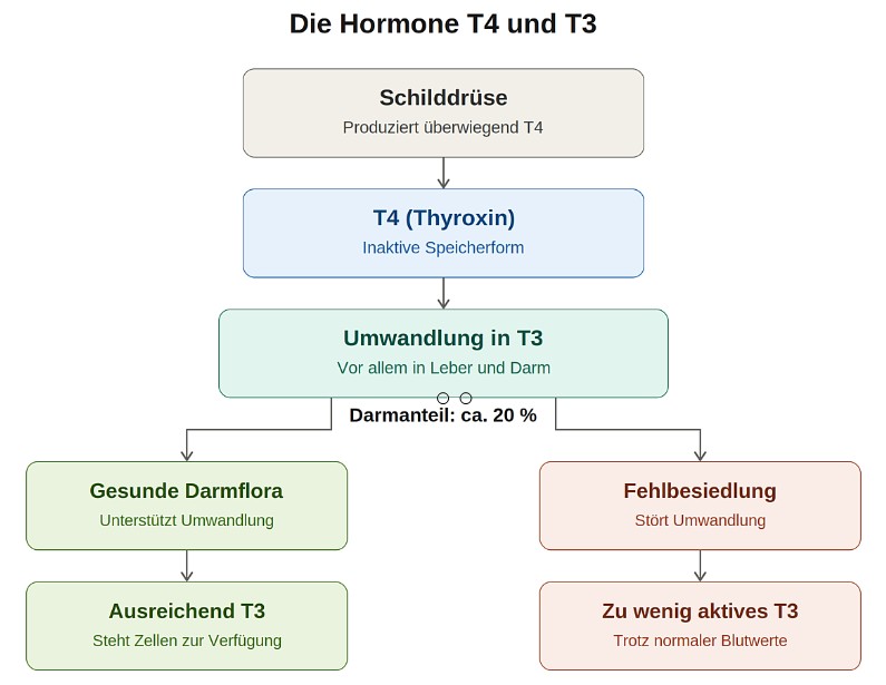T4 und T3: Wie die Schilddrüse und der Darm zusammenspielen Infografik: Die Schilddrüse produziert T4, das in Leber und Darm zu aktivem T3 umgewandelt wird